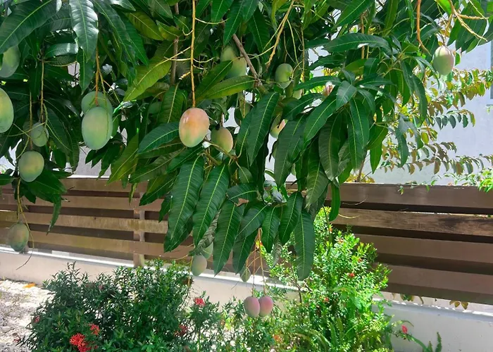 Ayanna Palms Jamaica